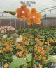 Phal. KS Pride 3.0'' УЦЕНКА (мех. повр. лист.)