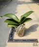 Phal. KS Pride 3.0'' УЦЕНКА (мех. повр. лист.)