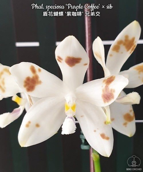 Phal. speciosa 'Purple Coffee' × sib 2.5'