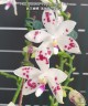 Phal. speciosa 'Purple Coffee' × sib 2.5'