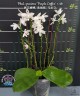 Phal. speciosa 'Purple Coffee' × sib 2.5'