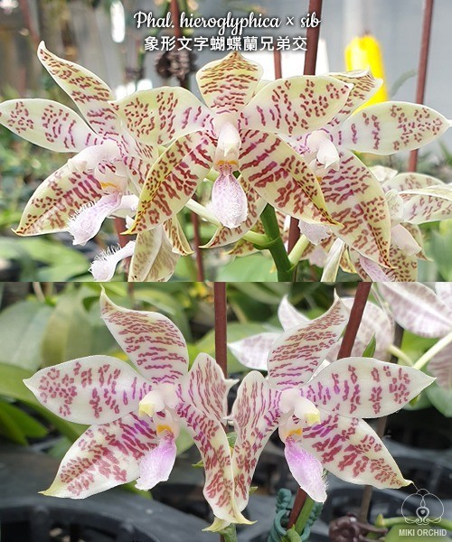 Phal. hieroglyphica × sib 2.5''