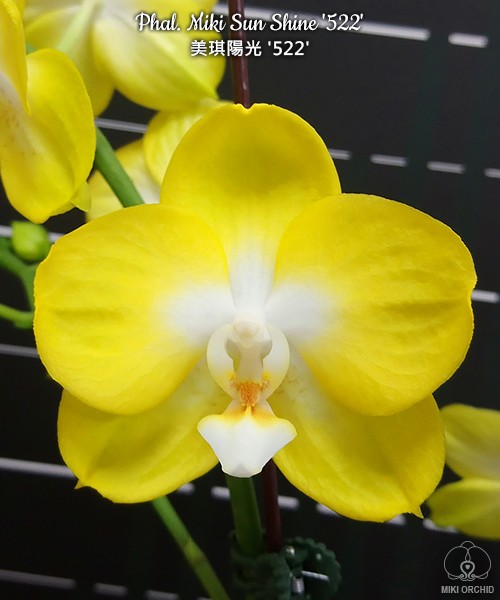 Phal. Miki Sun Shine '522' 2.5"