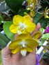 Phal. Miki Sun Shine '522' 2.5"