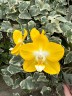 Phal. Miki Sun Shine '522' 2.5"