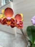 Phal. Miki Cute Melody '495' 2.5''