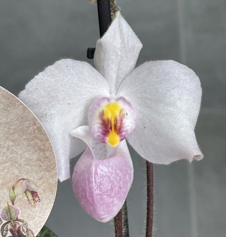 Пафиопедилум Delenatii Ø 12 см