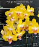 Phal. Yen Shuai Sweet Girl 'Shiny Girl' 3.0"