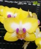 Phal. Yen Shuai Sweet Girl 'Shiny Girl' 3.0"