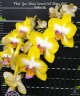 Phal. Yen Shuai Sweet Girl 'Shiny Girl' 3.0"