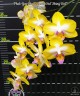 Phal. Yen Shuai Sweet Girl 'Shiny Girl' 3.0"
