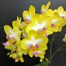 Phal. Yen Shuai Sweet Girl 'Shiny Girl' 3.0"