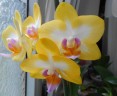 Phal. Yen Shuai Sweet Girl 'Shiny Girl' 3.0"
