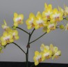 Phal. Yen Shuai Sweet Girl 'Shiny Girl' 3.0"