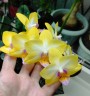 Phal. Yen Shuai Sweet Girl 'Shiny Girl' 3.0"