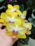 Phal. Yen Shuai Sweet Girl 'Shiny Girl' 3.0"