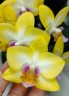 Phal. Yen Shuai Sweet Girl 'Shiny Girl' 3.0"