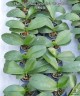 Phal. Yen Shuai Sweet Girl 'Shiny Girl' 3.0"