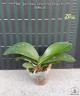 Phal. Yen Shuai Sweet Girl 'Shiny Girl' 3.0"