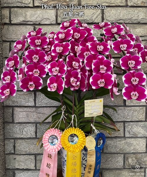 Phal. Hwa Yuan Five Star 2.5''