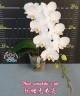 Phal. amabilis × sib 2.5'' УЦЕНКА (мех. повр. листиков)