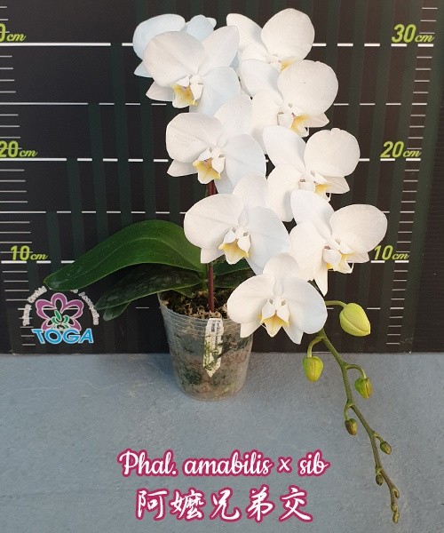 Phal. amabilis × sib 2.5'' УЦЕНКА (мех. повр. листиков)