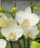 Phal. amabilis × sib 2.5'' УЦЕНКА (мех. повр. листиков)