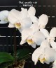 Phal. amabilis × sib 2.5'' УЦЕНКА (мех. повр. листиков)