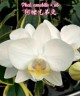 Phal. amabilis × sib 2.5'' УЦЕНКА (мех. повр. листиков)