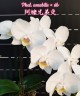 Phal. amabilis × sib 2.5'' УЦЕНКА (мех. повр. листиков)