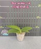 Phal. amabilis × sib 2.5'' УЦЕНКА (мех. повр. листиков)