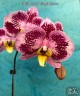 Phal. Harck Purple Queen 2.5''