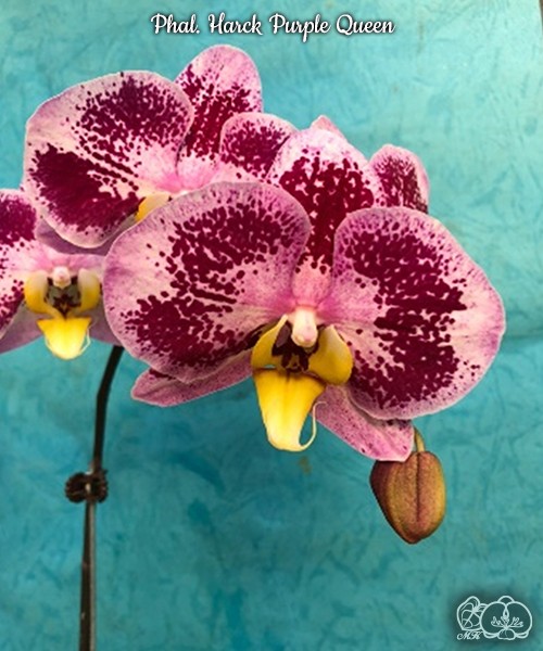 Phal. Harck Purple Queen 2.5''