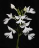 Habenaria dentata × sib 1.7''