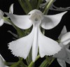 Habenaria dentata × sib 1.7''
