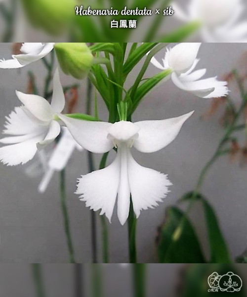 Habenaria dentata × sib 1.7''