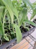 Habenaria dentata × sib 1.7''