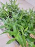 Habenaria dentata × sib 1.7''