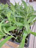 Habenaria dentata × sib 1.7''