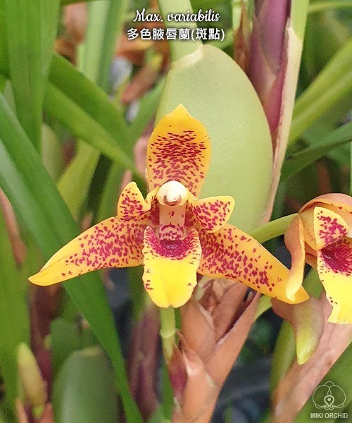 Max. variabilis 2.5"