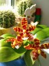 Phal. Mambo 2.5"