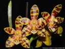 Phal. Mambo 2.5"