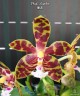 Phal. Mambo 2.5"