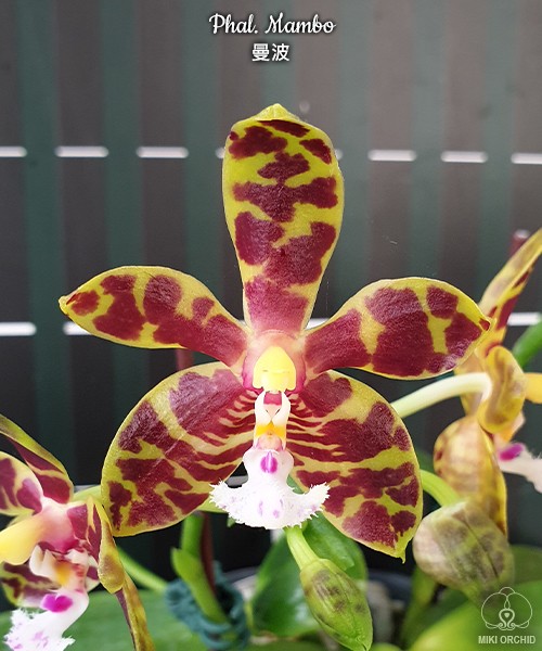 Phal. Mambo 2.5"