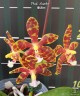 Phal. Mambo 2.5"