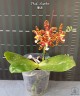 Phal. Mambo 2.5"