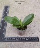 Phal. Mambo 2.5"