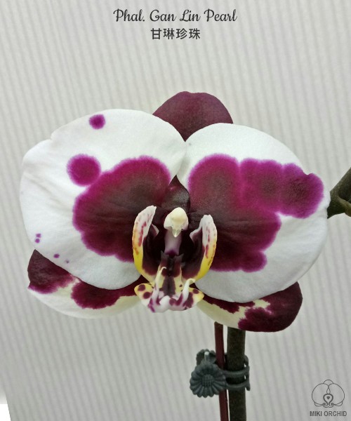 Phal. Gan Lin Pearl 2.5"
