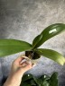 Phal. Gan Lin Pearl 2.5"