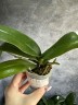 Phal. Gan Lin Pearl 2.5"